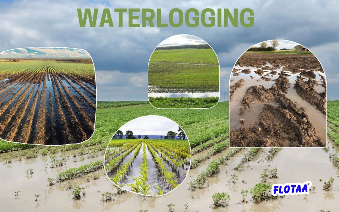 What Is Waterlogging?
