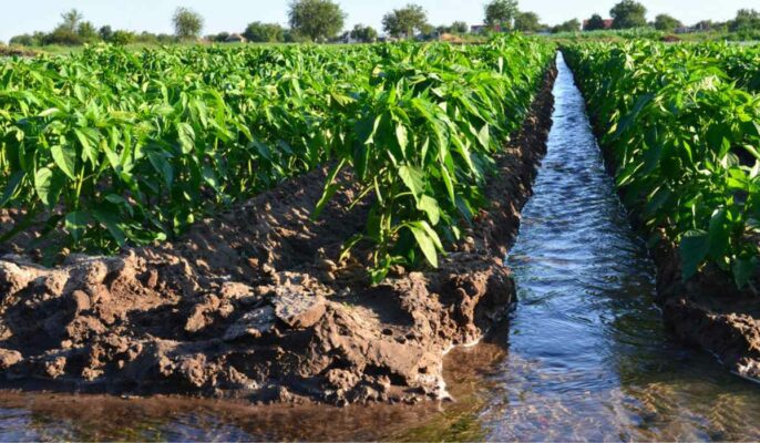 Basin Irrigation System