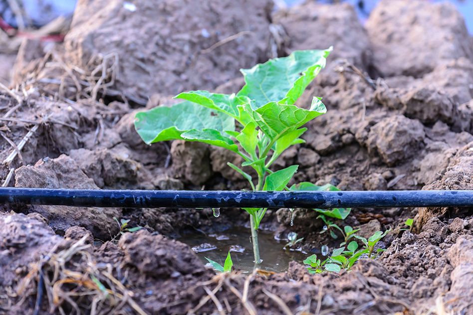 Drip Irrigation System