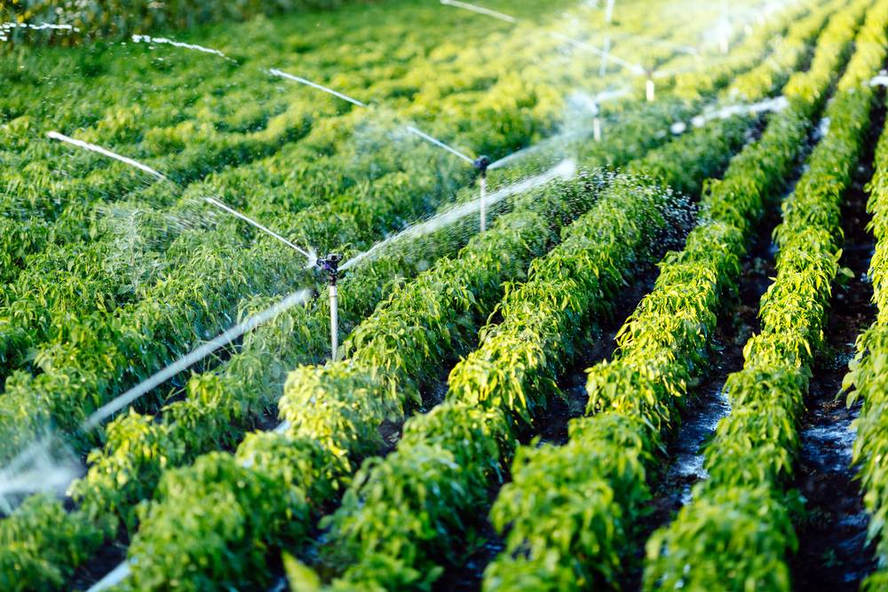 Micro-Sprinkler Irrigation System